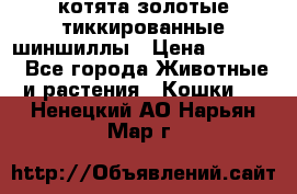 котята золотые тиккированные шиншиллы › Цена ­ 8 000 - Все города Животные и растения » Кошки   . Ненецкий АО,Нарьян-Мар г.